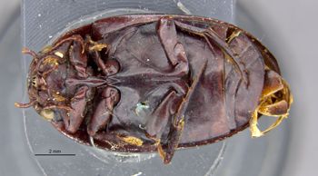 Media type: image;   Entomology 23967 Aspect: habitus ventral view